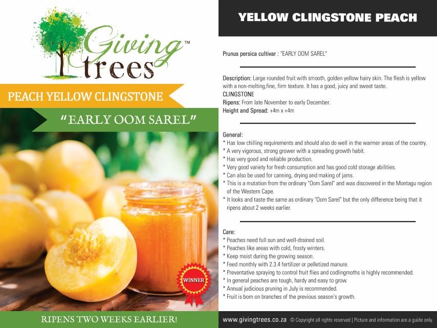 Early Oom Sarel Yellow Clingstone Peach