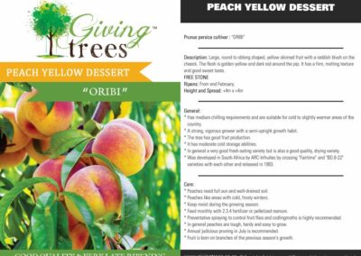 Yellow dessert Peach Oribi