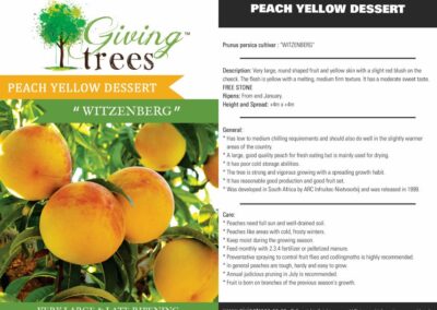 Yellow Dessert peach Witzenberg