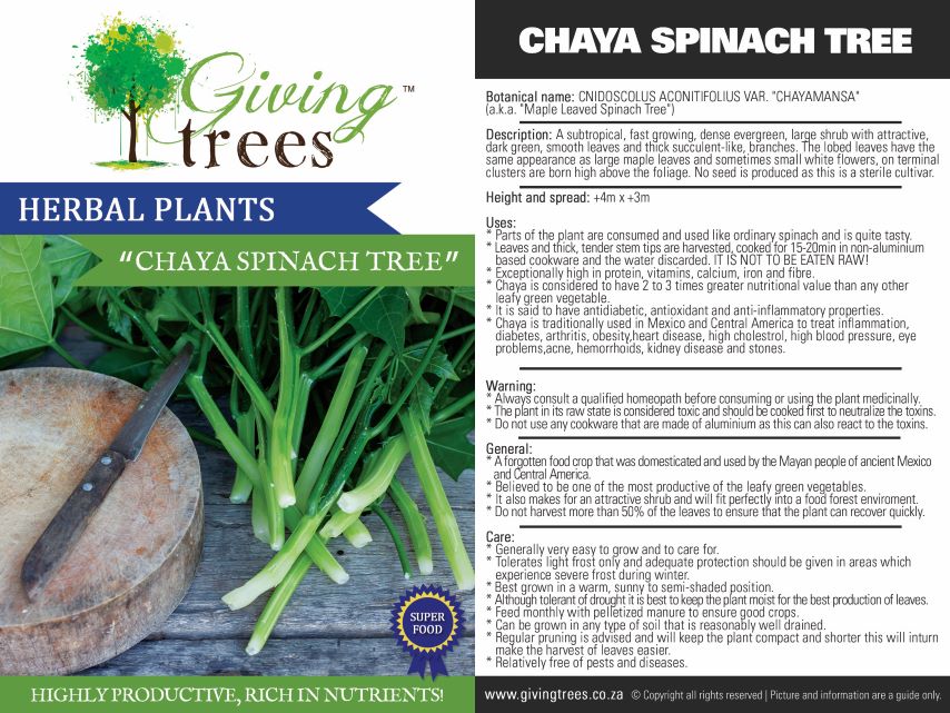 Chaya Tree Spinach