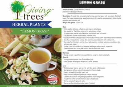 Herbal Lemon Grass