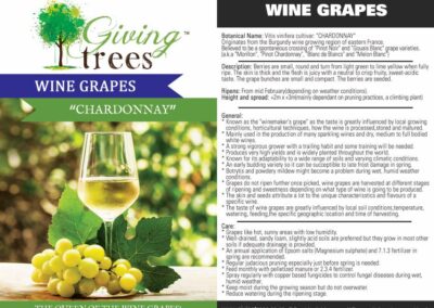Wine Grape Chardonnay