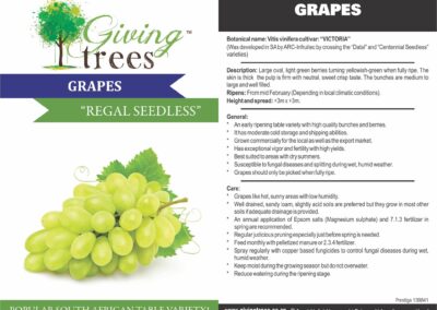 Grape Regal Seedless