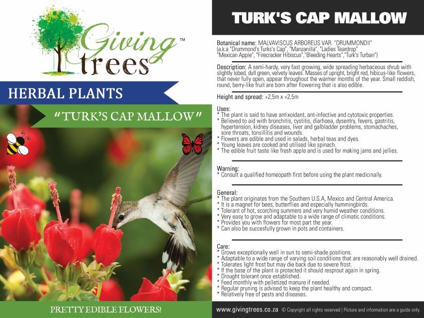 Herbal Plants Turks Cap Mallow