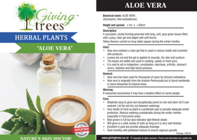 Aloe Vera Info Card